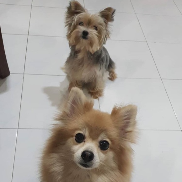 Meet your Posher, Joyce - Picture 1 of 1